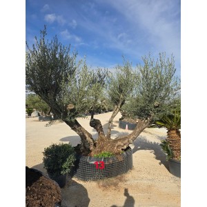 Olea bonsai triple tronco CTM